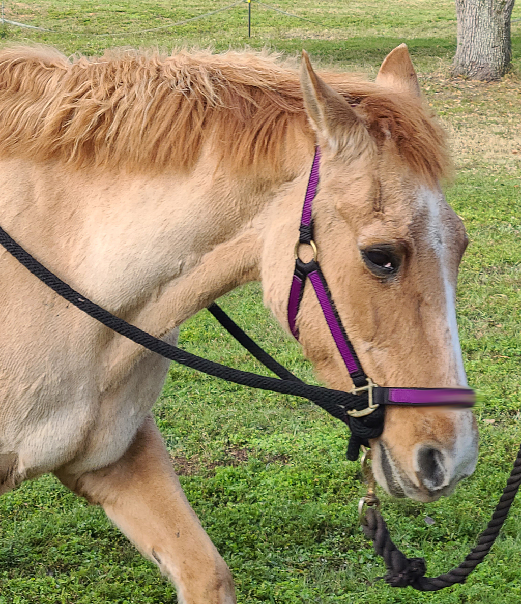 The Tired and&nbsp;Over-It